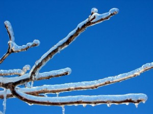 iced-branch