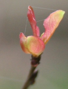 myrtle-tree-bud