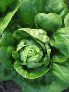 the-food-initiative-6-lettuce