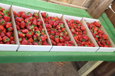 H&S Farms Strawberries. (Mark Haynes, Clarksville Online)